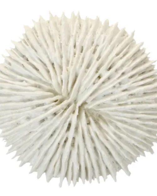 Fungia Coral Resin Sculpture White 9x2.5cm