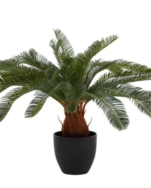 Cycad 72cm with Pot 17x17cm